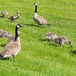 article image - 0607 Canadian geese